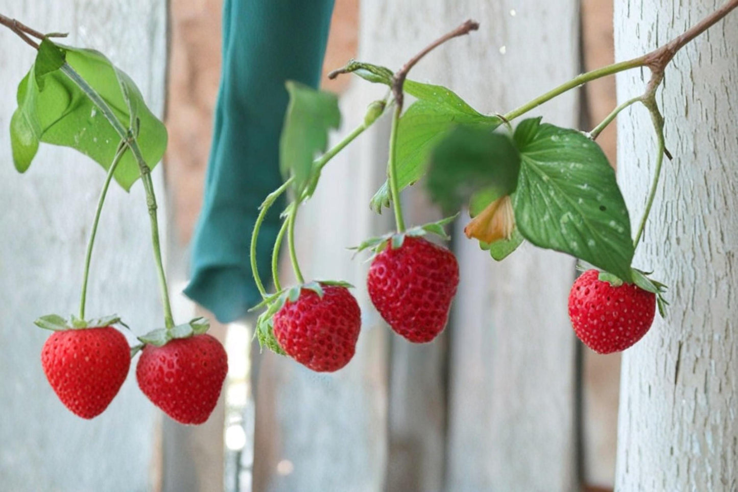 Alpine Strawberry Seeds – Fragaria vesca Wild Strawberry with White Flowers and Edible Berries, Perennial Garden Plant