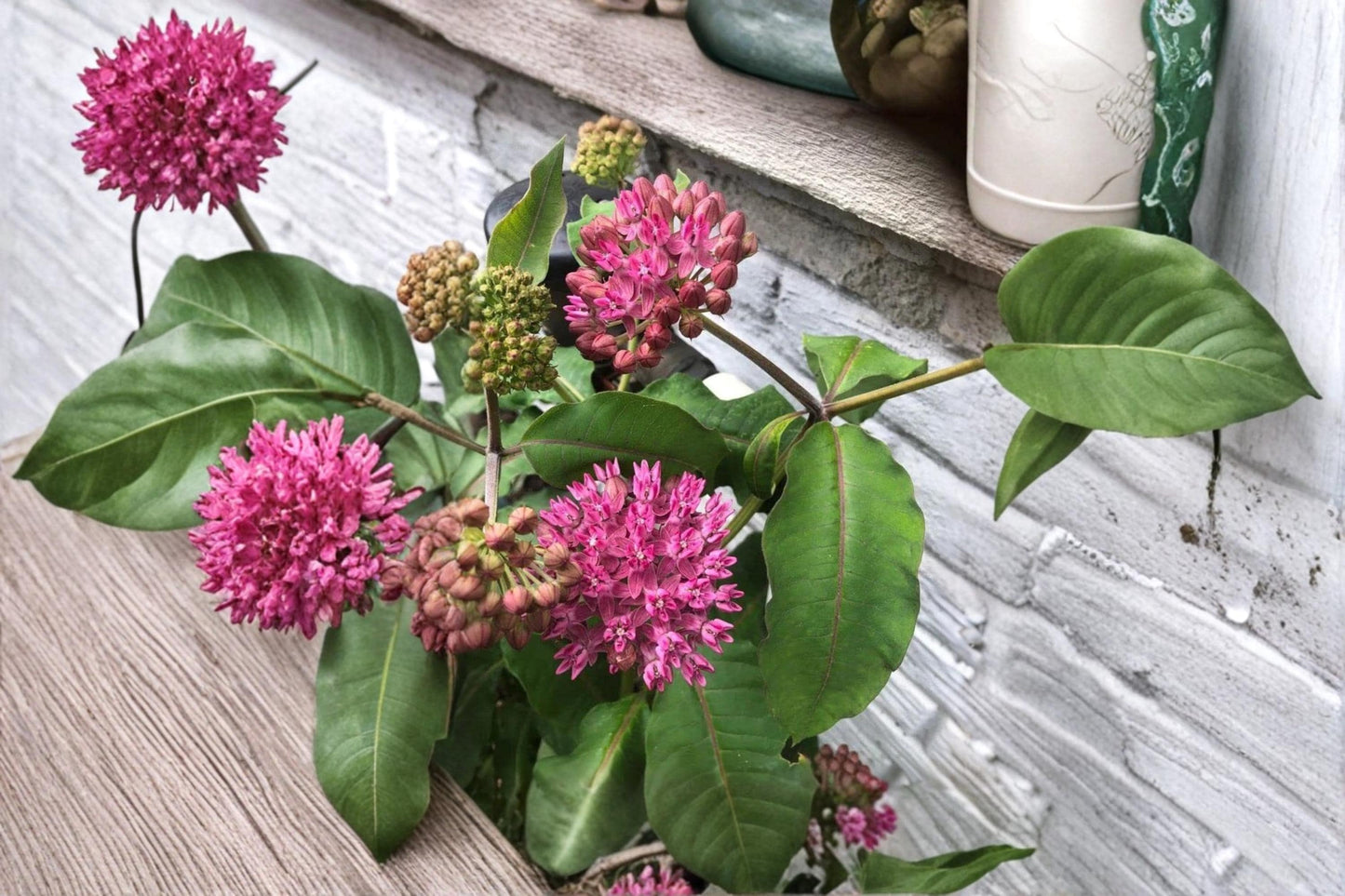 Common Milkweed Seeds 100 Pack – Asclepias syriaca Native Wildflower Perennial Pollinator Garden Seeds