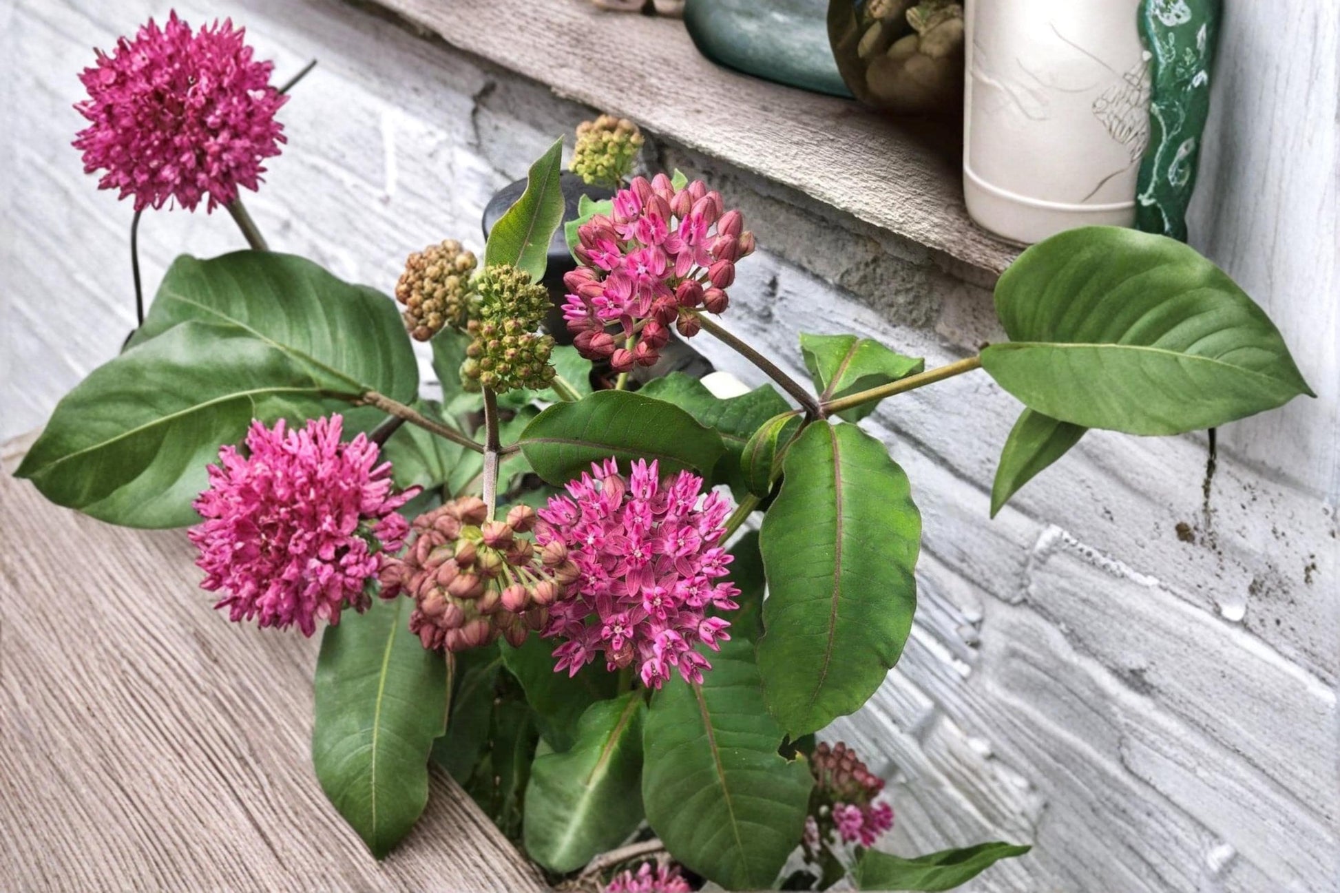 Common Milkweed Seeds 100 Pack – Asclepias syriaca Native Wildflower Perennial Pollinator Garden Seeds