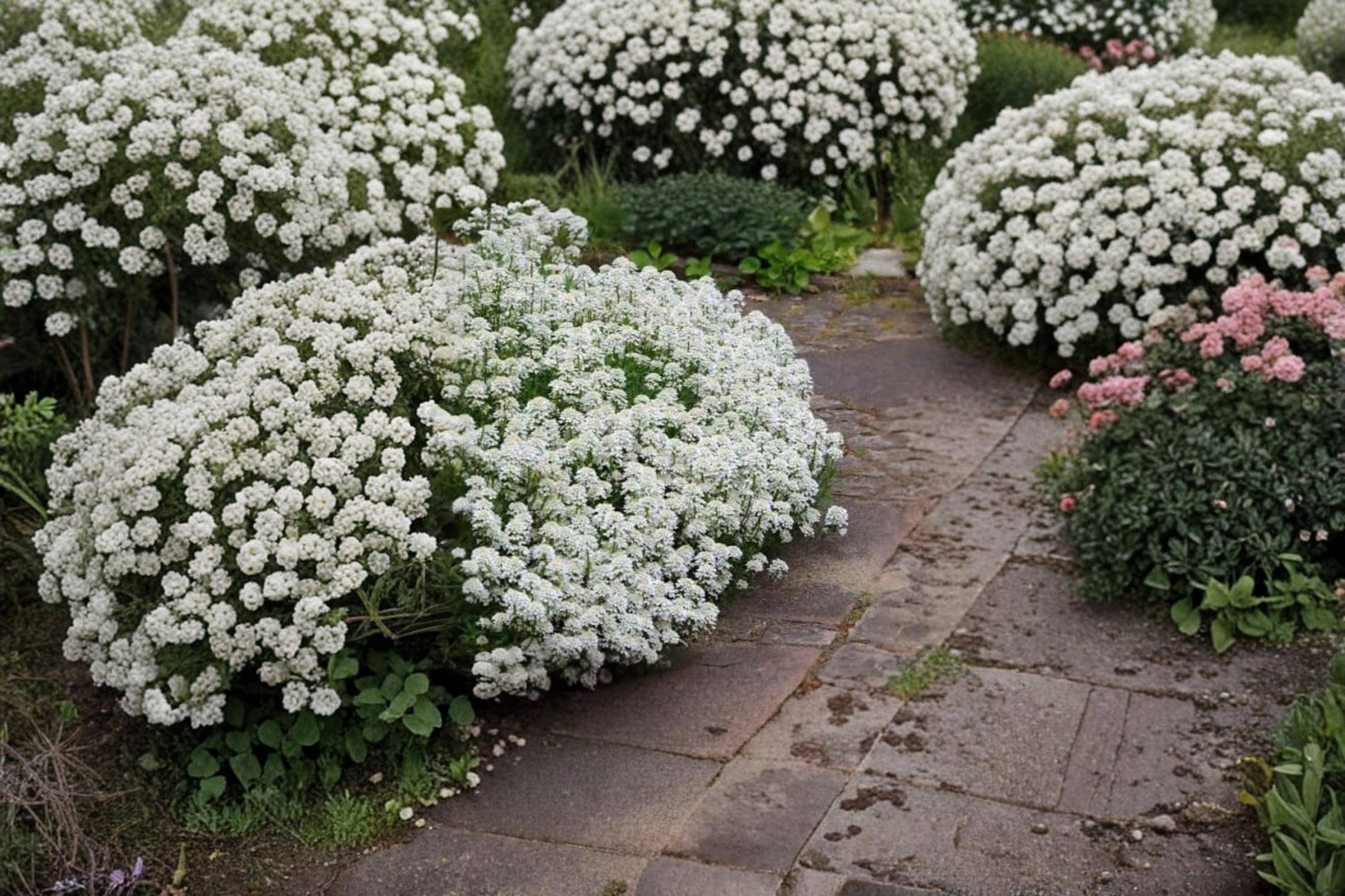 Candytuft Wildflower Seed – Iberis sempervirens Ground Cover Flower for Rock Gardens & Landscape Planting