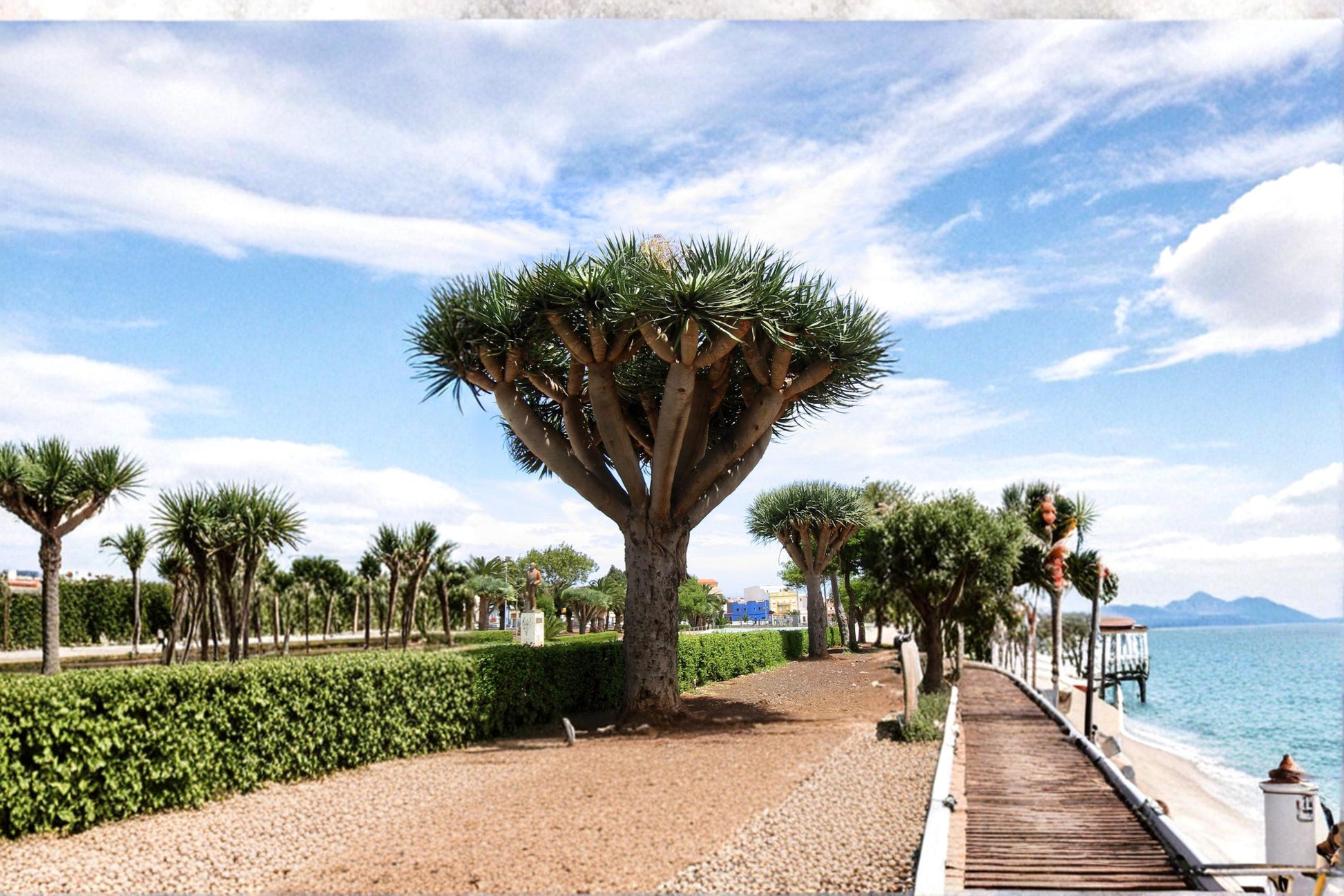 Dragon Tree Seeds – Dracaena draco Exotic Succulent Tree for Indoor & Outdoor Growth, Ornamental Plant