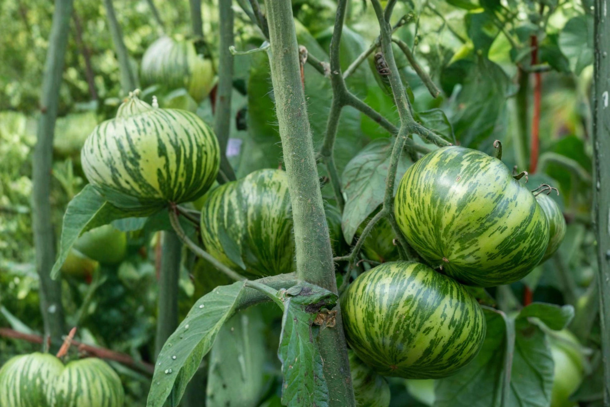 Green Zebra Tomato Seeds – Heirloom Solanum lycopersicum, Green-Striped Fruit, Vegetable Garden Seed, 50 Seeds