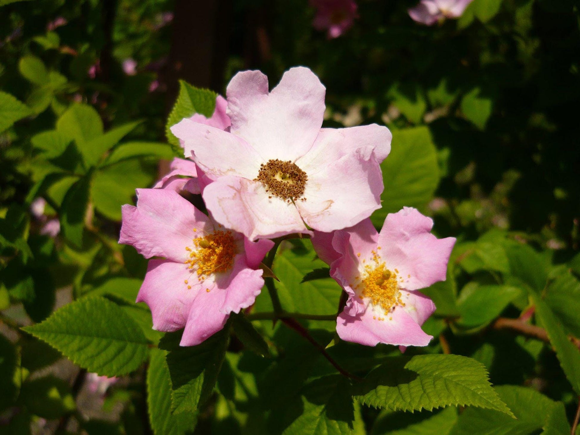 30 Illinois Rose Seeds Rosa setigera Ornamental Tree Shrub Seeds for Landscape, Naturalistic Garden & Collector Projects