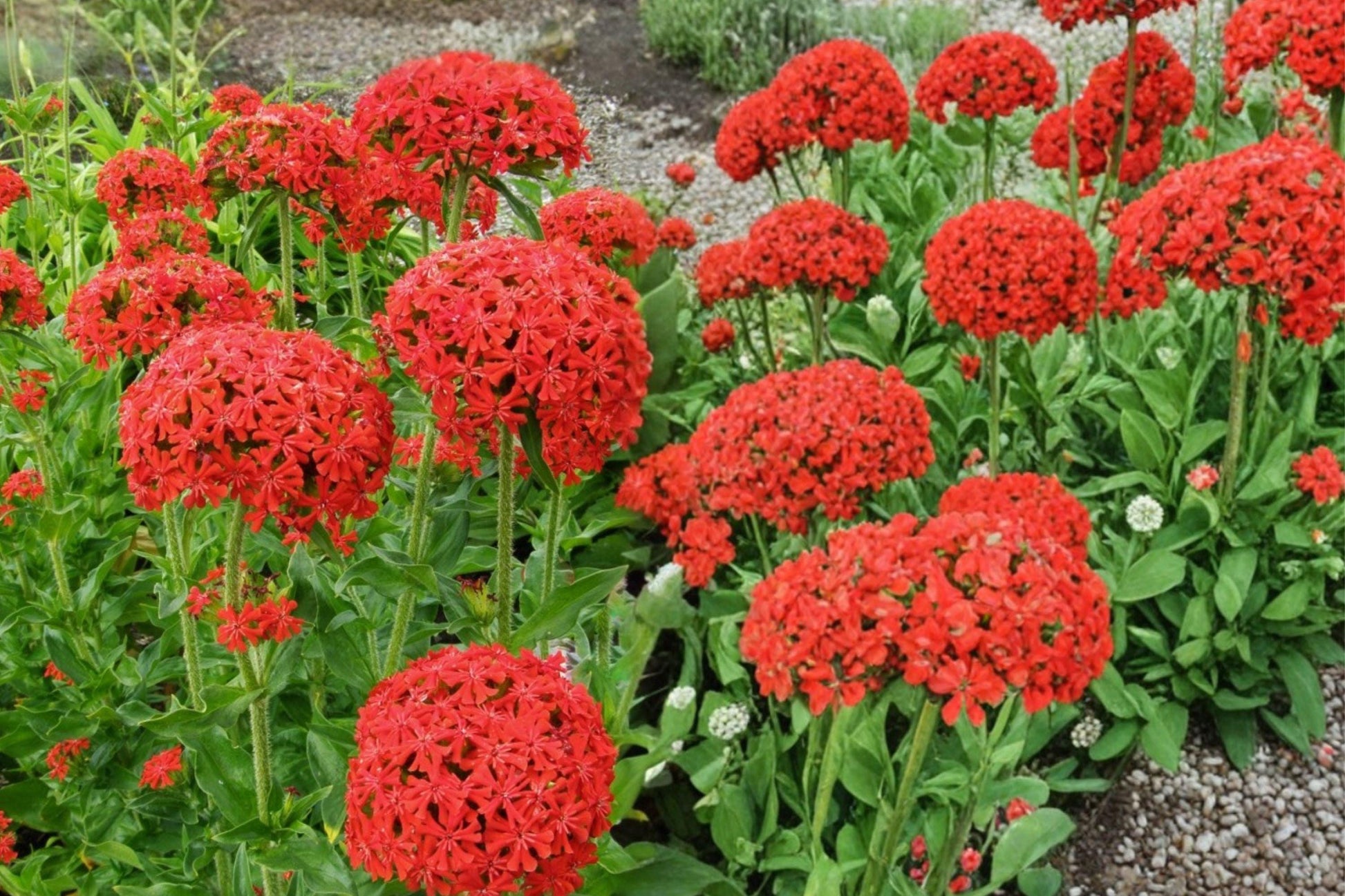 Maltese Cross Seeds 800 Lychnis chalcedonica Red Perennial Flower for Garden, Borders, Pollinators