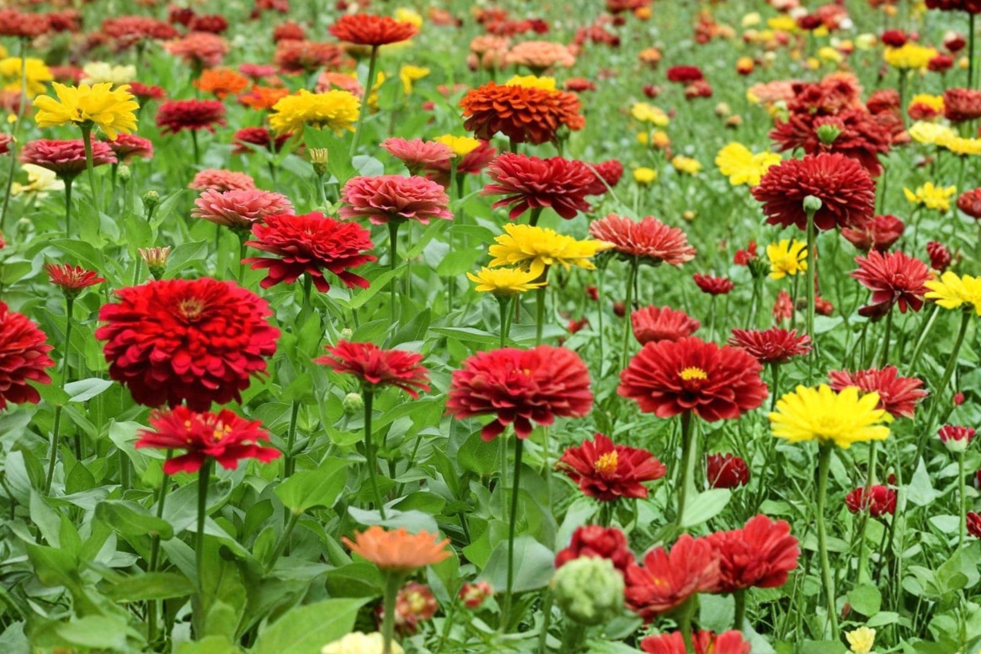 California Giant Zinnia Seeds – 270 Pack, Mixed Colors, Zinnia elegans, Bright Annual Flower for Gardens & Cuttings