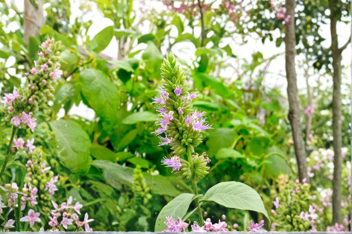 Patchouli Seeds 100 Pack – Pogostemon cablin Aromatic Tropical Herb for Garden or Container Cultivation