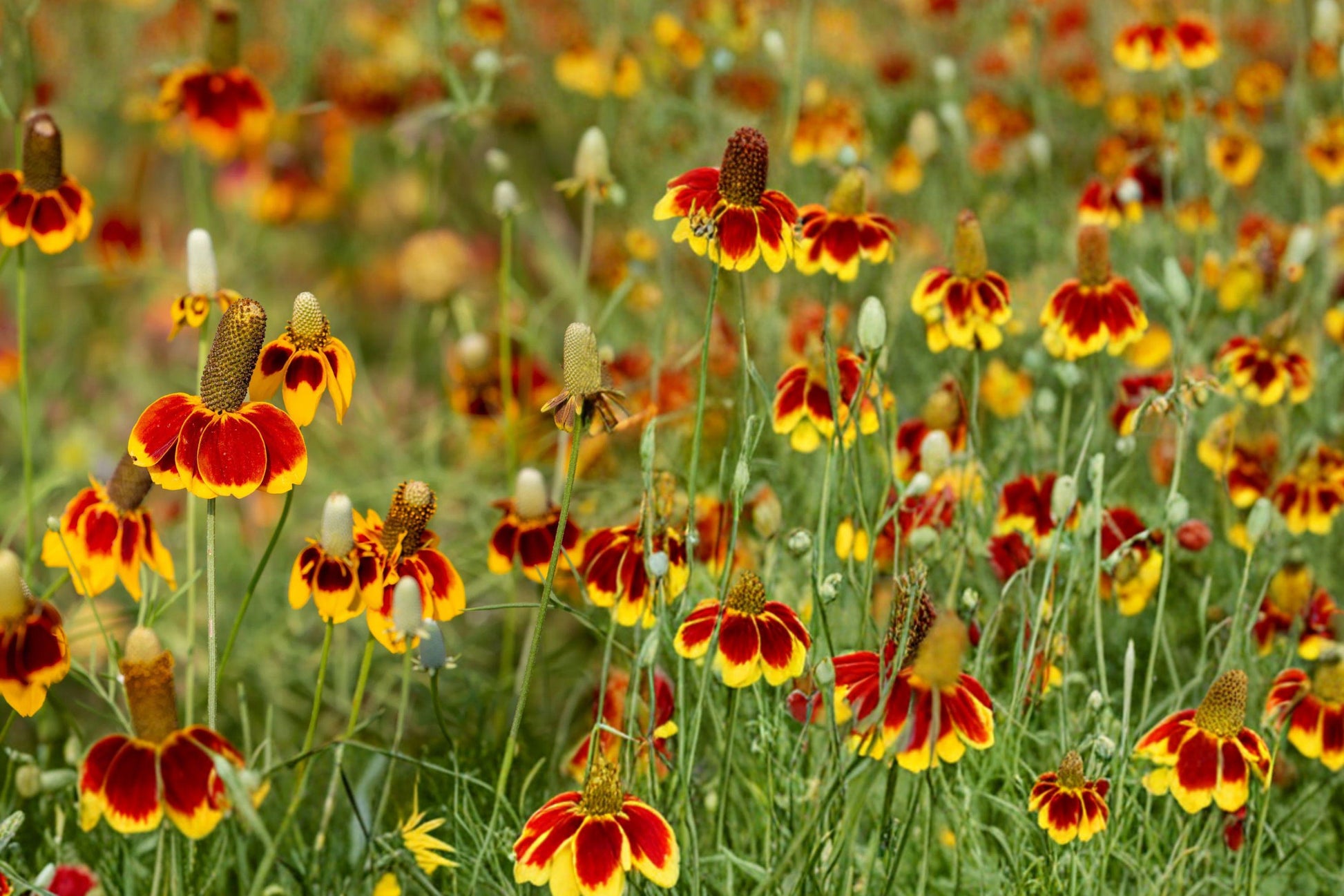Mexican Hat Seeds – 400 Ratibida columnaris Perennial Wildflower for Gardens, Pollinator, Prairie & Naturalized Landscapes