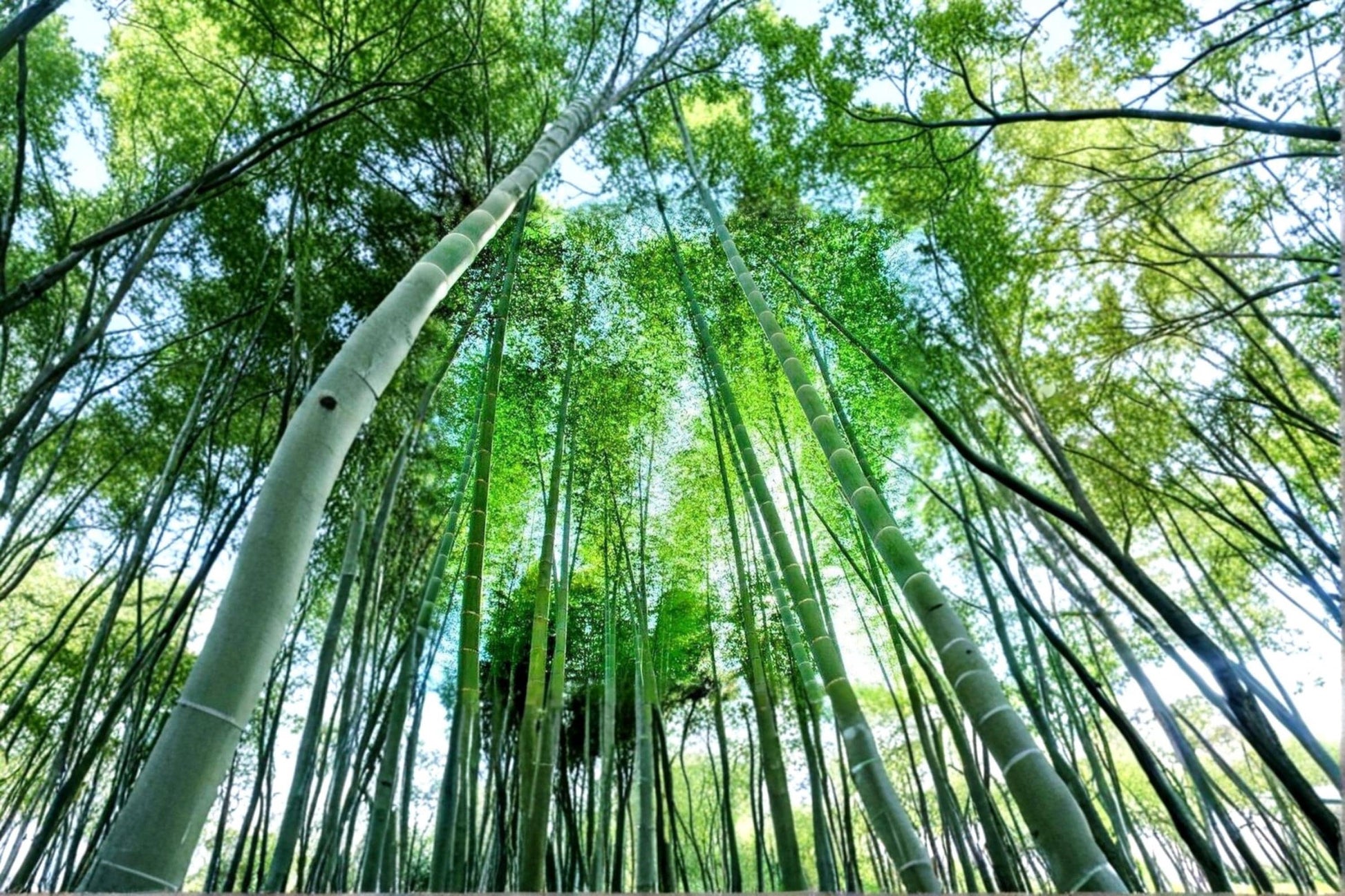 Giant Bamboo Seeds – Bambusa bambos Clumping Bamboo for Landscaping and Privacy Screens (50 Seeds)