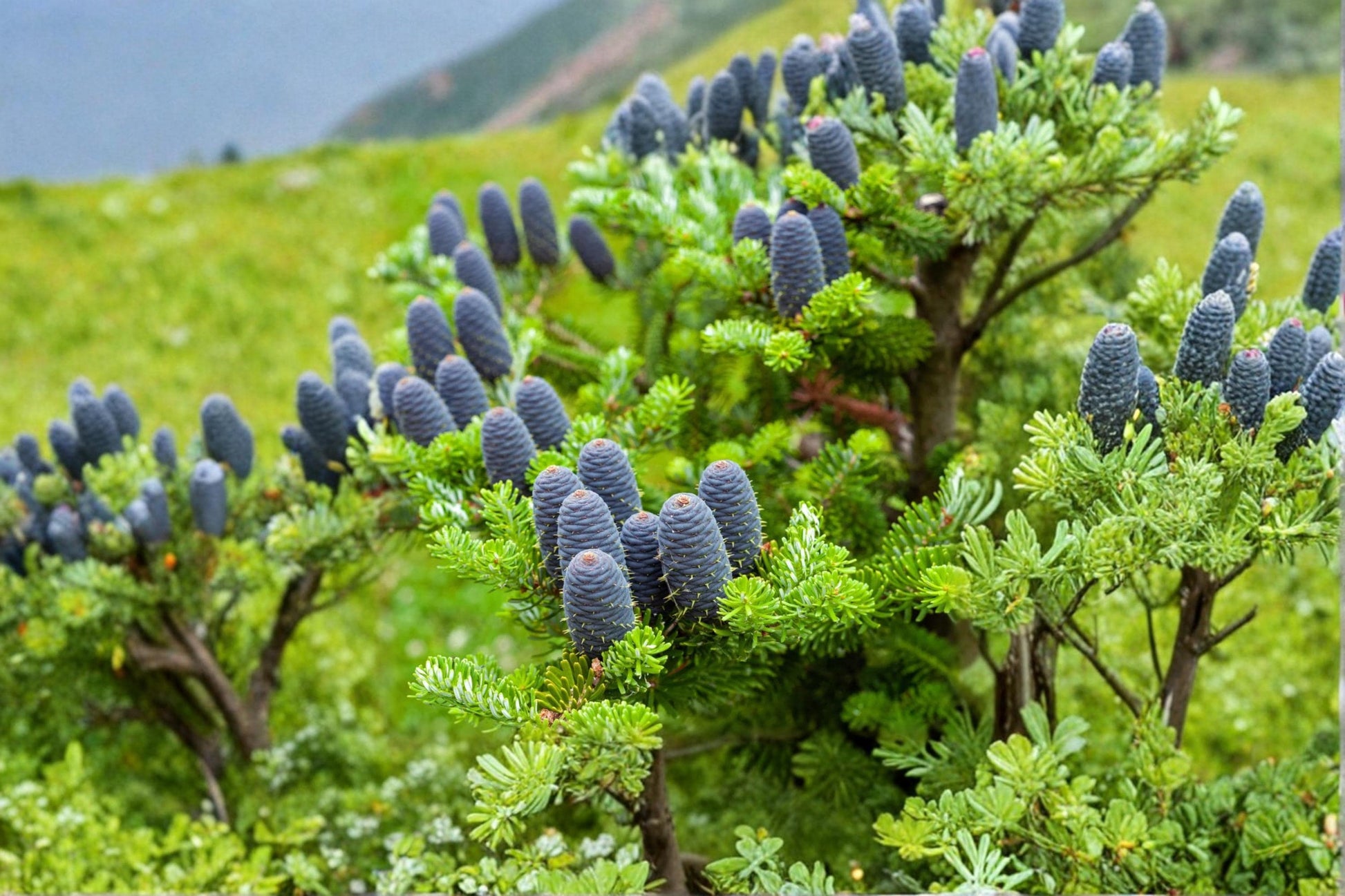 Korean Fir Tree Seeds 20 Count | Abies koreana Evergreen Conifer with Blue Purple Cones | Ornamental Landscape Tree