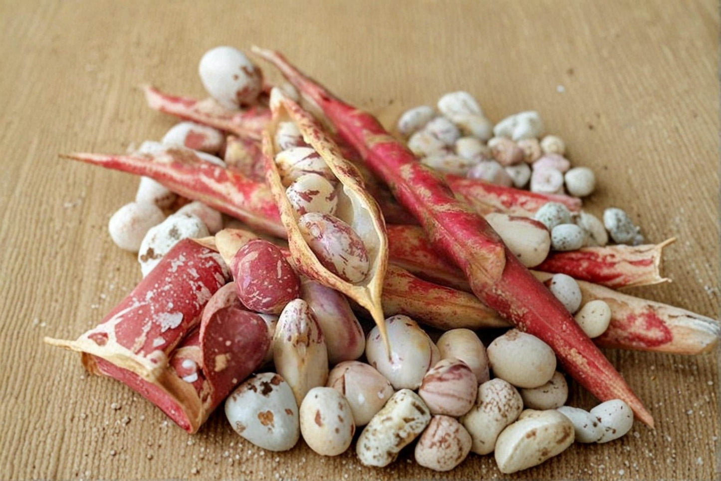 Pinto Bean Seeds 50 Count | Phaseolus vulgaris Heirloom Vegetable Seeds for Garden Planting