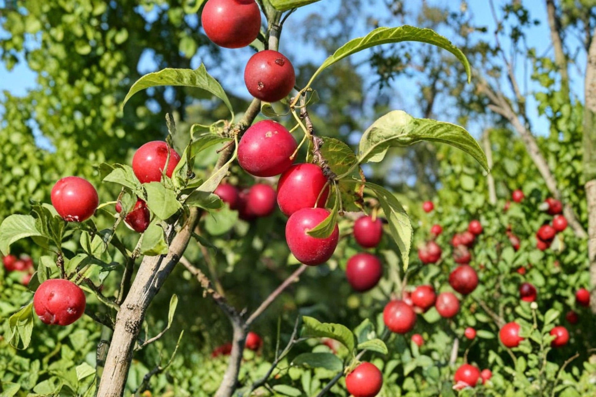 Cherry Plum Tree Seeds – Prunus cerasifera Ornamental Fruit Tree for Bonsai, Landscaping & Container Growing