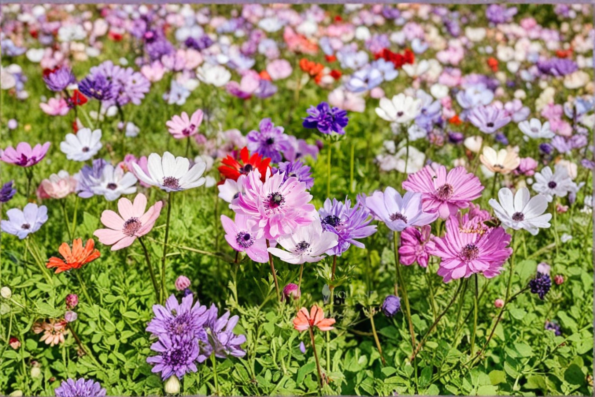 St Brigid Anemone Bulb, Anemone coronaria, Spring Flowering, Ornamental Garden Tuber for Borders & Cut Flowers