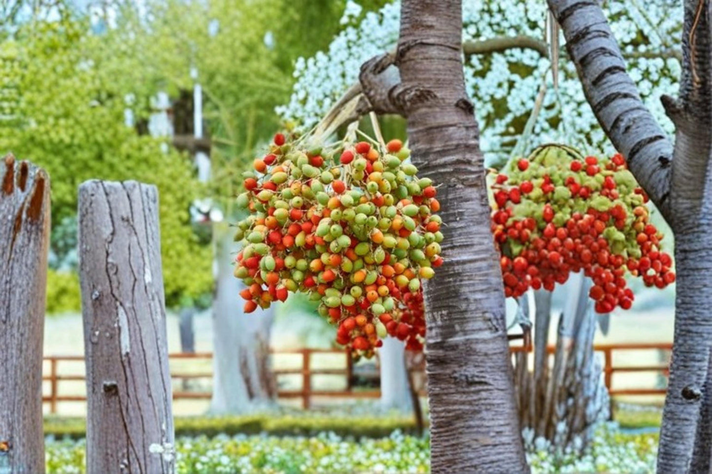 Royal Red Palm Seeds – Roystonea regina Tropical Ornamental Palm for Gardens & Landscaping