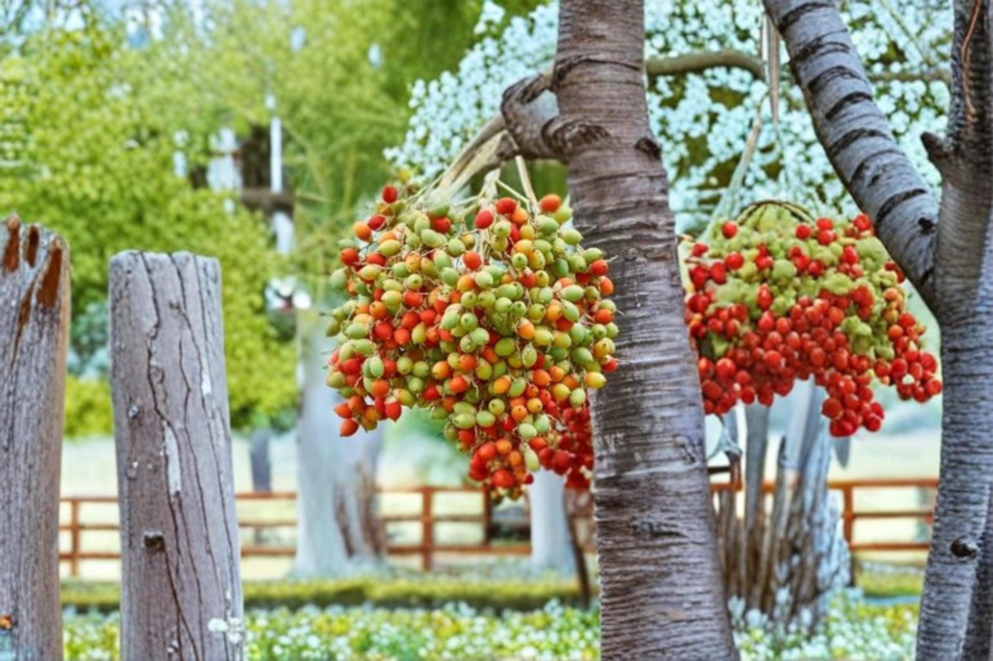 Royal Red Palm Seeds – Roystonea regina Tropical Ornamental Palm for Gardens & Landscaping