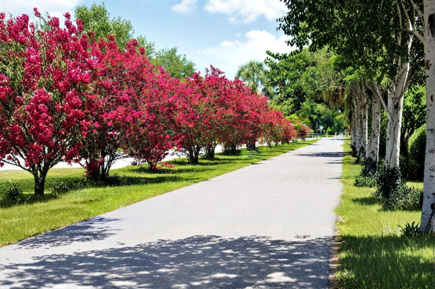 Crape Myrtle Bonsai Seeds – Lagerstroemia indica Flowering Tree for Container & Garden Cultivation