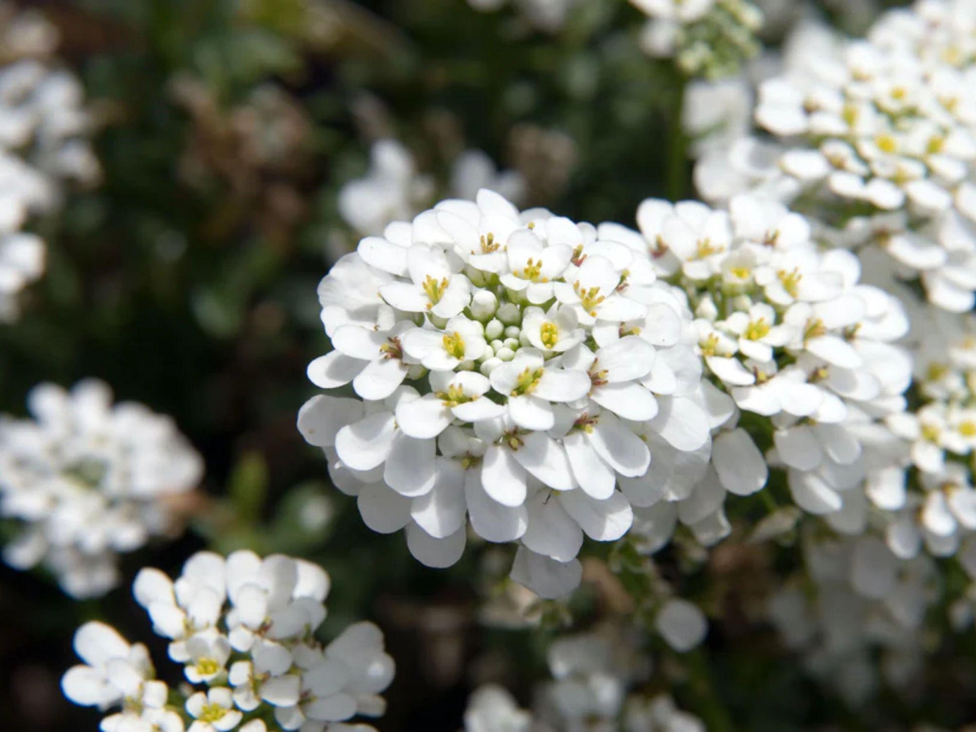 100 Empress Rocket Candytuft Seeds – Iberis amara Wildflower Seeds for Pollinator Gardens, Cottage, Meadow & Natural Landscapes