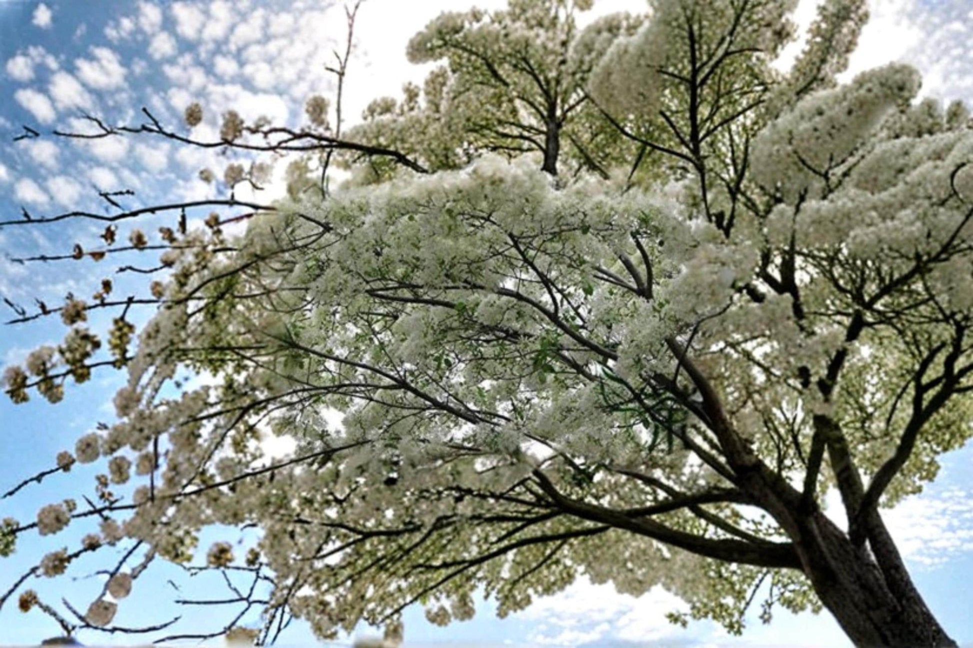 Chinese Fringe Tree Seeds – Chionanthus retusus Ornamental Flowering Tree with Fragrant White Blooms