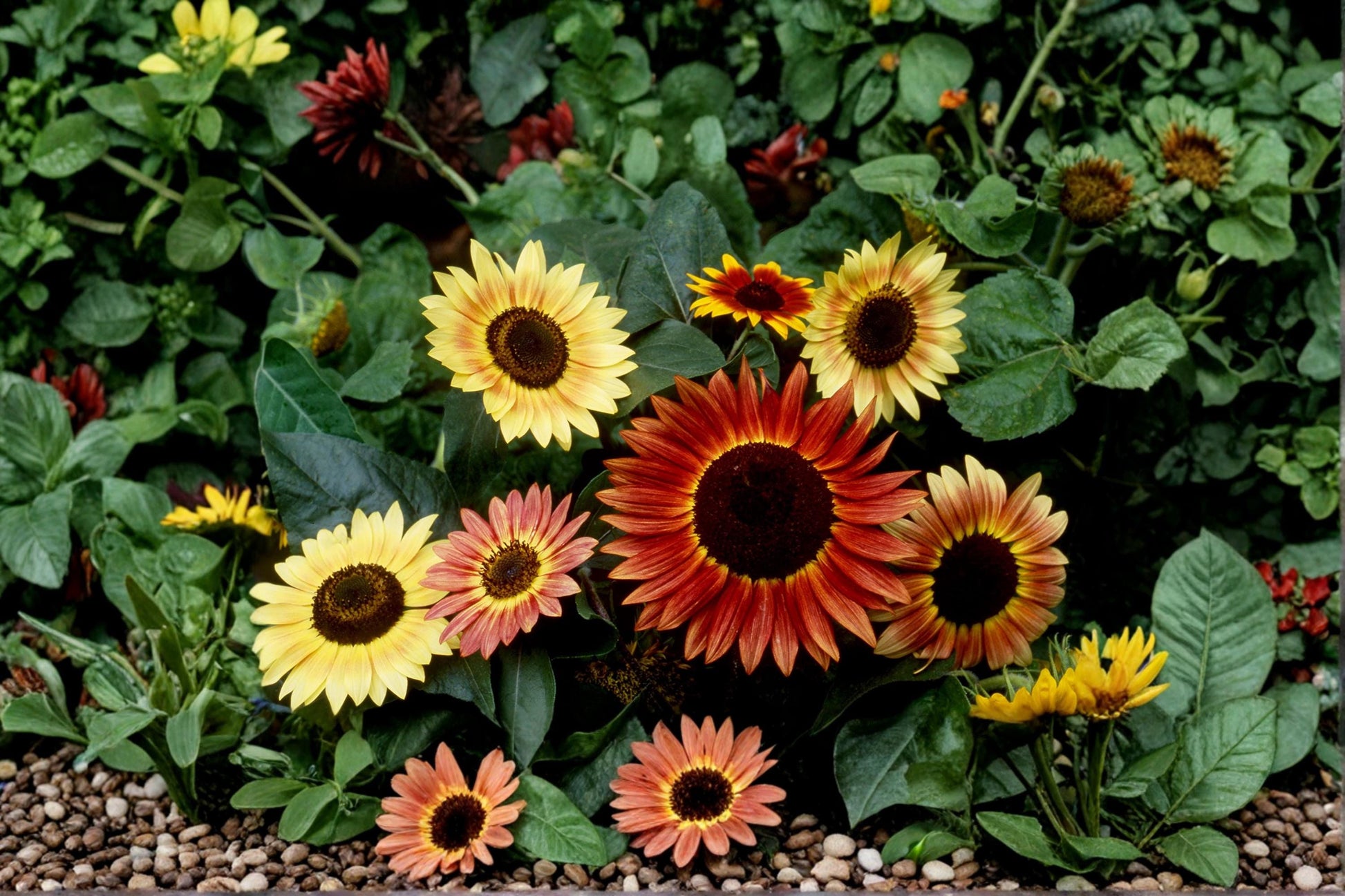 Jumbo Sunflower Mix Seeds – 15+ Helianthus Varieties for Garden, Borders & Pollinators, 500+ Seeds