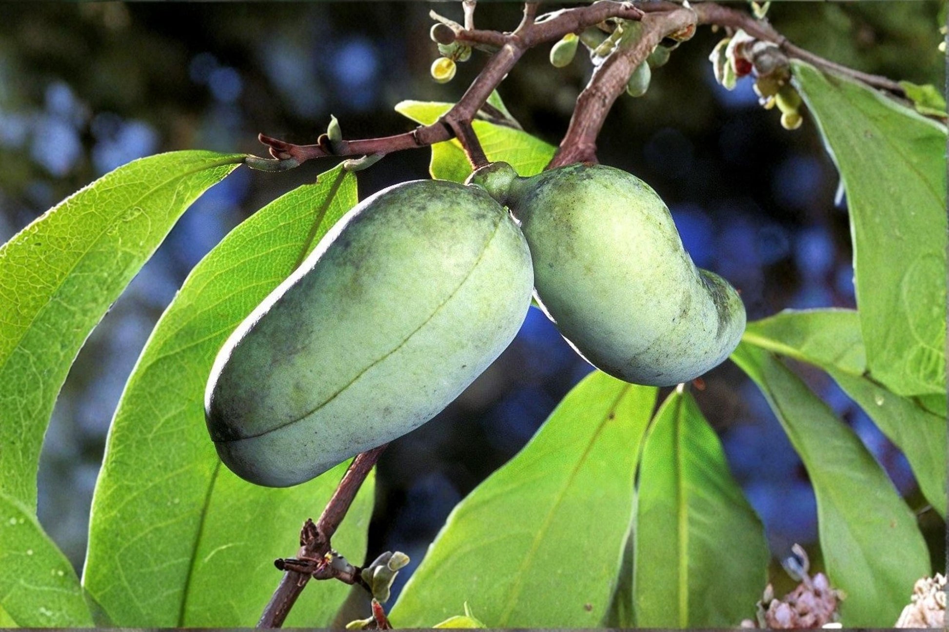 Paw Paw Tree Seeds – Edible Fruit Tree, Asimina triloba, Backyard Orchard, Native North American Fruit Seed Pack