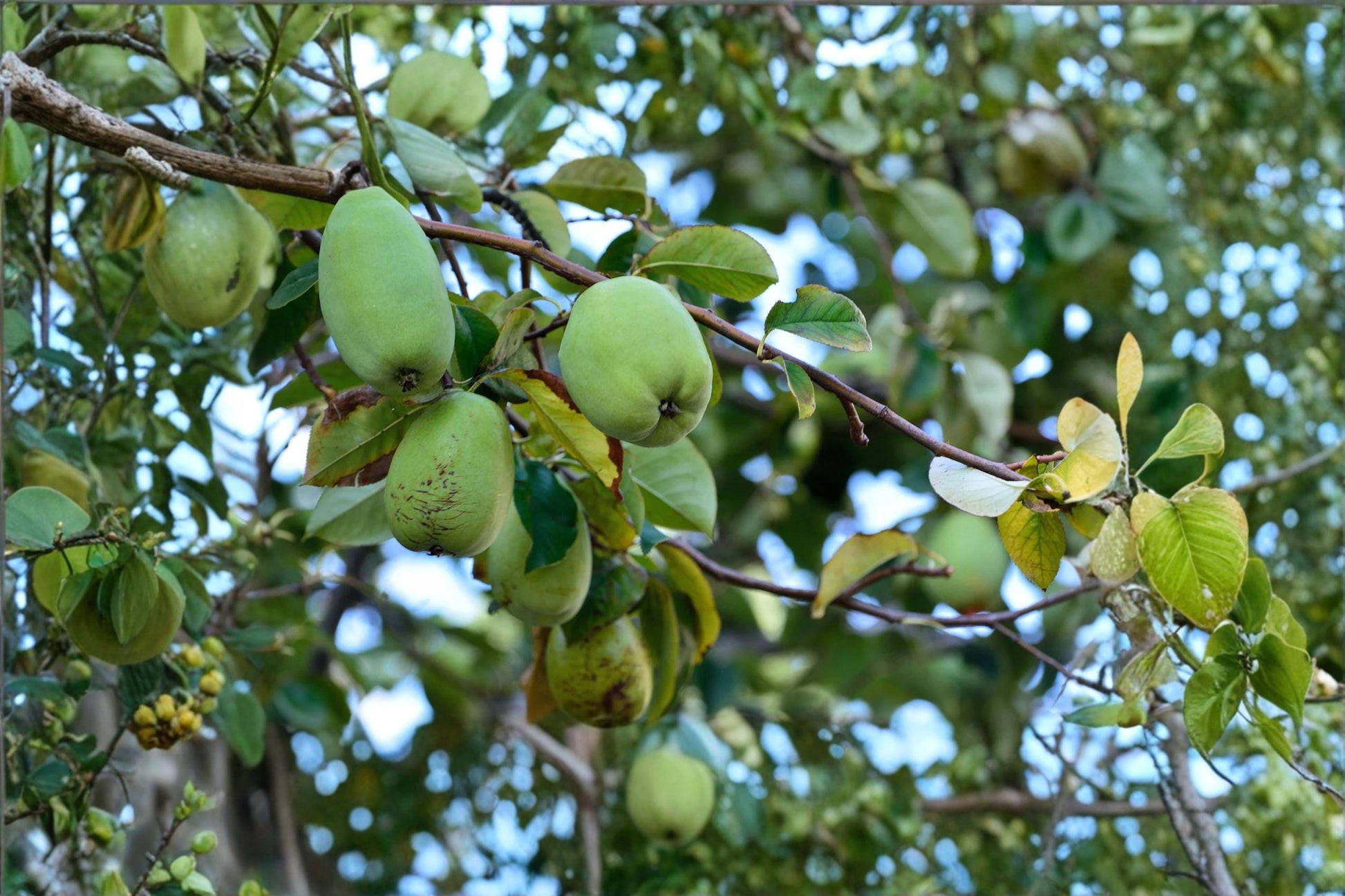Chinese Quince Seeds – Chaenomeles sinensis Ornamental Flowering Shrub with Fragrant Yellow Fruit, 20 Seeds