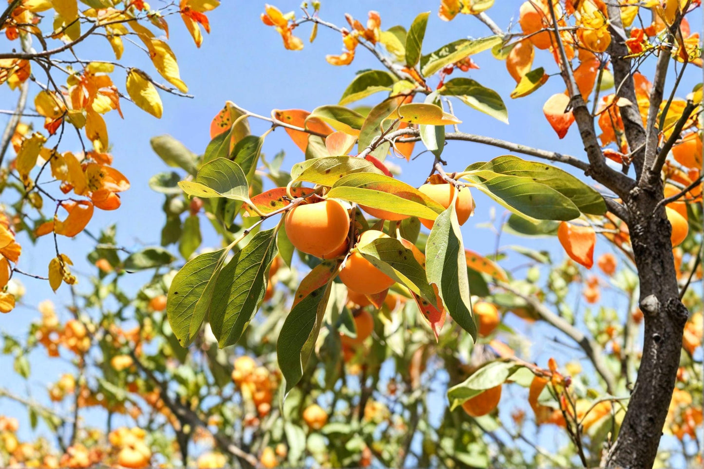 American Persimmon Seedlings – Diospyros virginiana Fruit Tree, Native Edible Tree, Live Starter Plants for Garden or Orchard