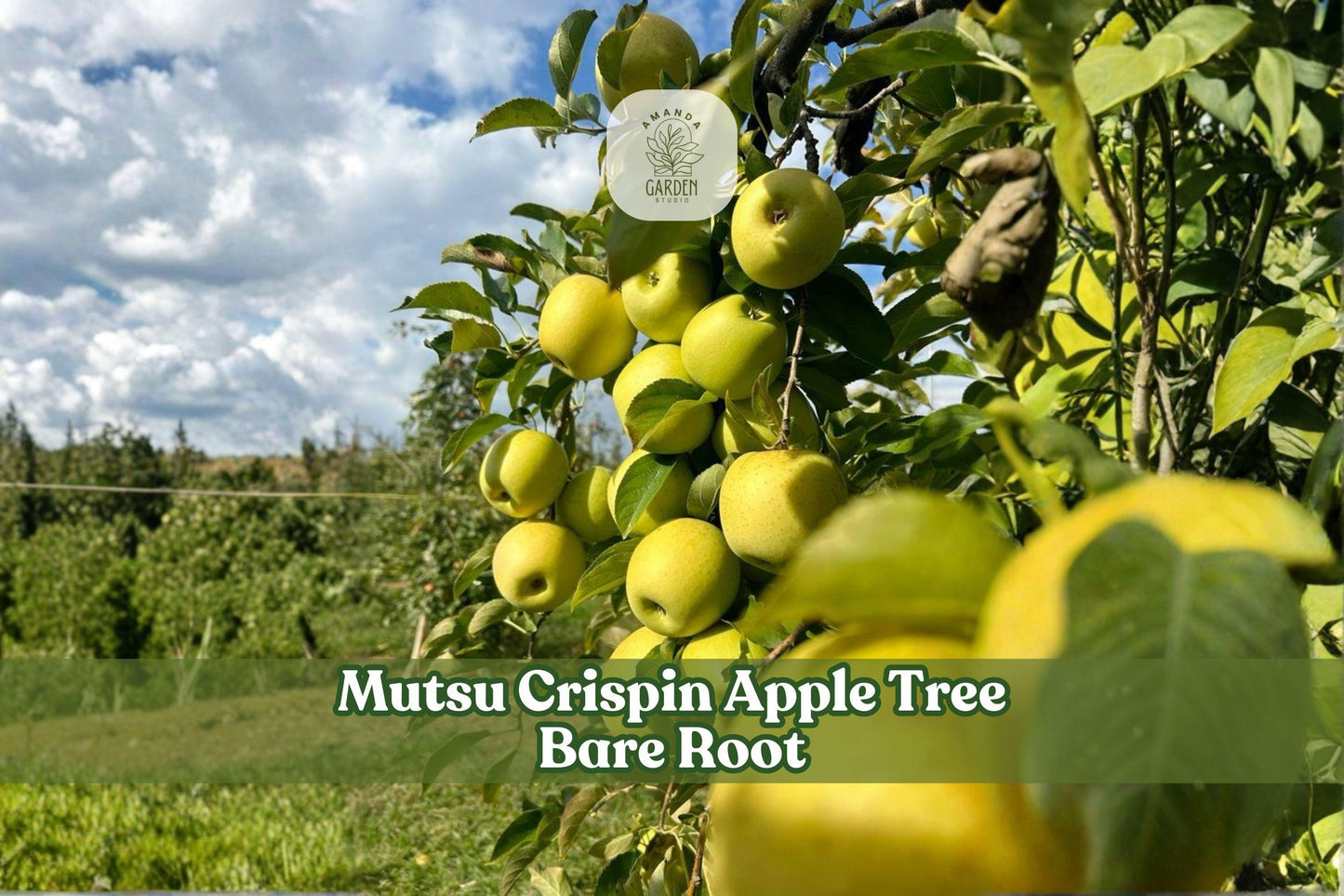 Grafted Mutsu (Crispin) Apple Tree Bare Root 12-18 Inch, Deciduous Fruit Tree, Fresh Eating & Baking, Malus domestica