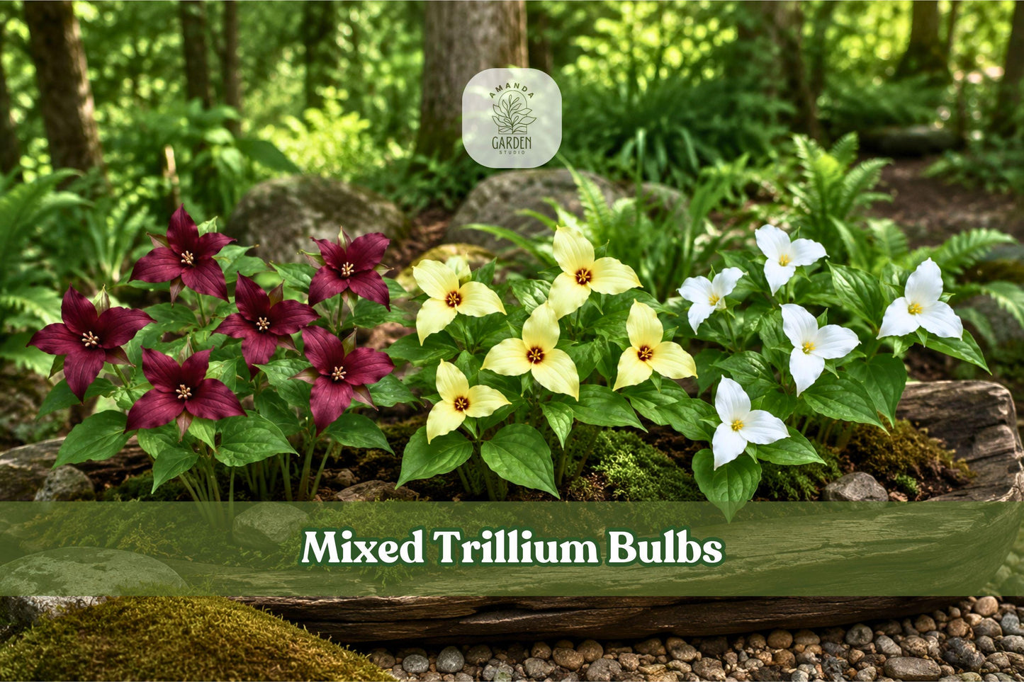 Mixed Trillium Bulbs | Native Woodland Perennial for Shade Gardens | Trillium erectum, Spring Blooming, Multi-Color Flowers