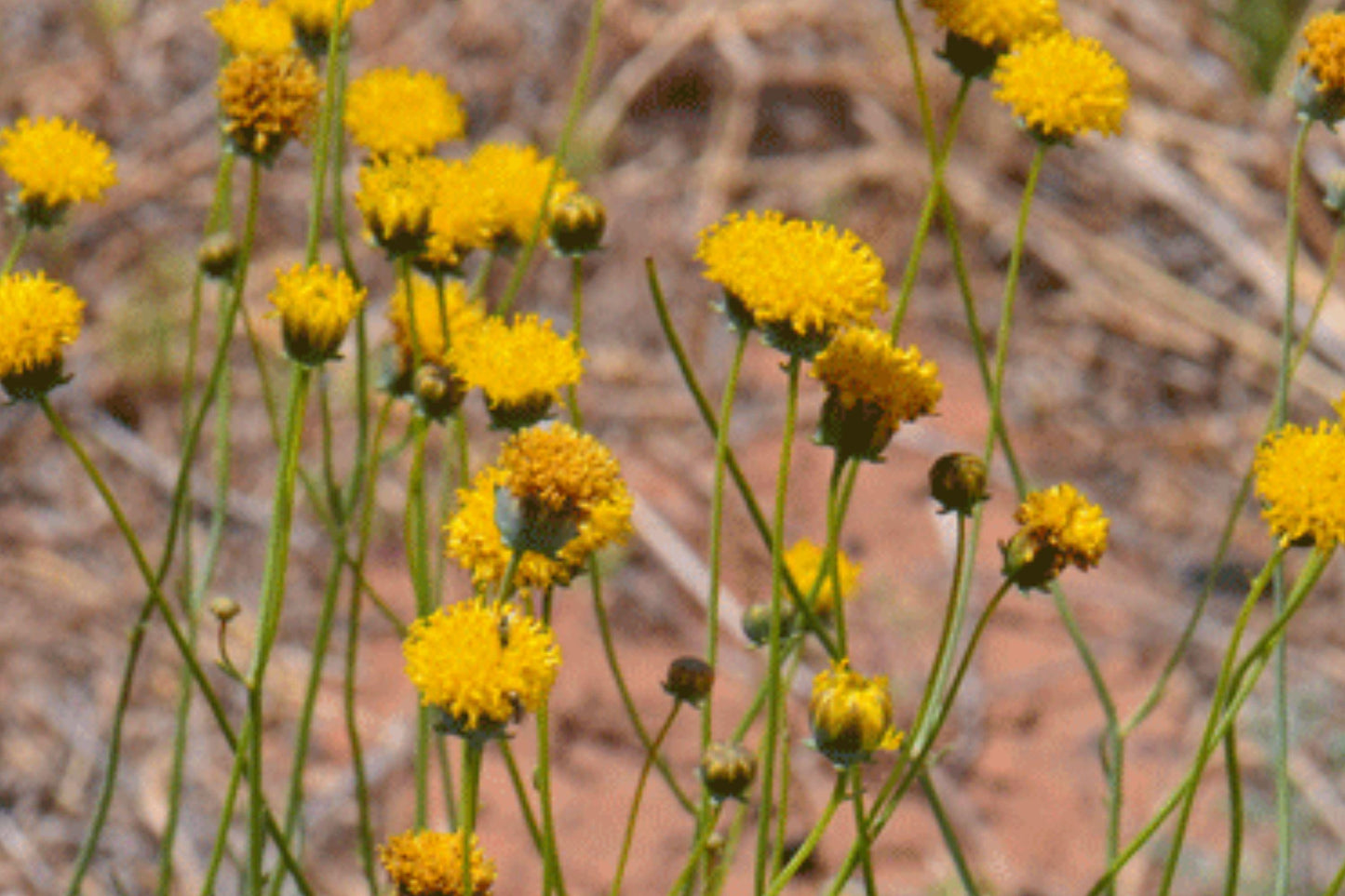 Greenthread Seeds 58 Thelesperma megapotamicum Wildflower Drought-Tolerant Perennial Yellow Flowers