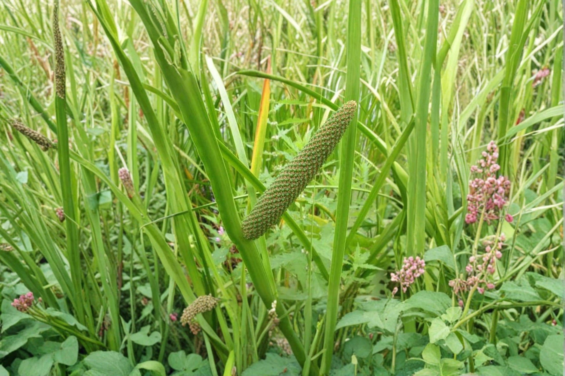 Sweet Flag Seeds, Acorus americanus, Perennial Wetland Plant for Ponds, Rain Gardens & Moist Landscapes