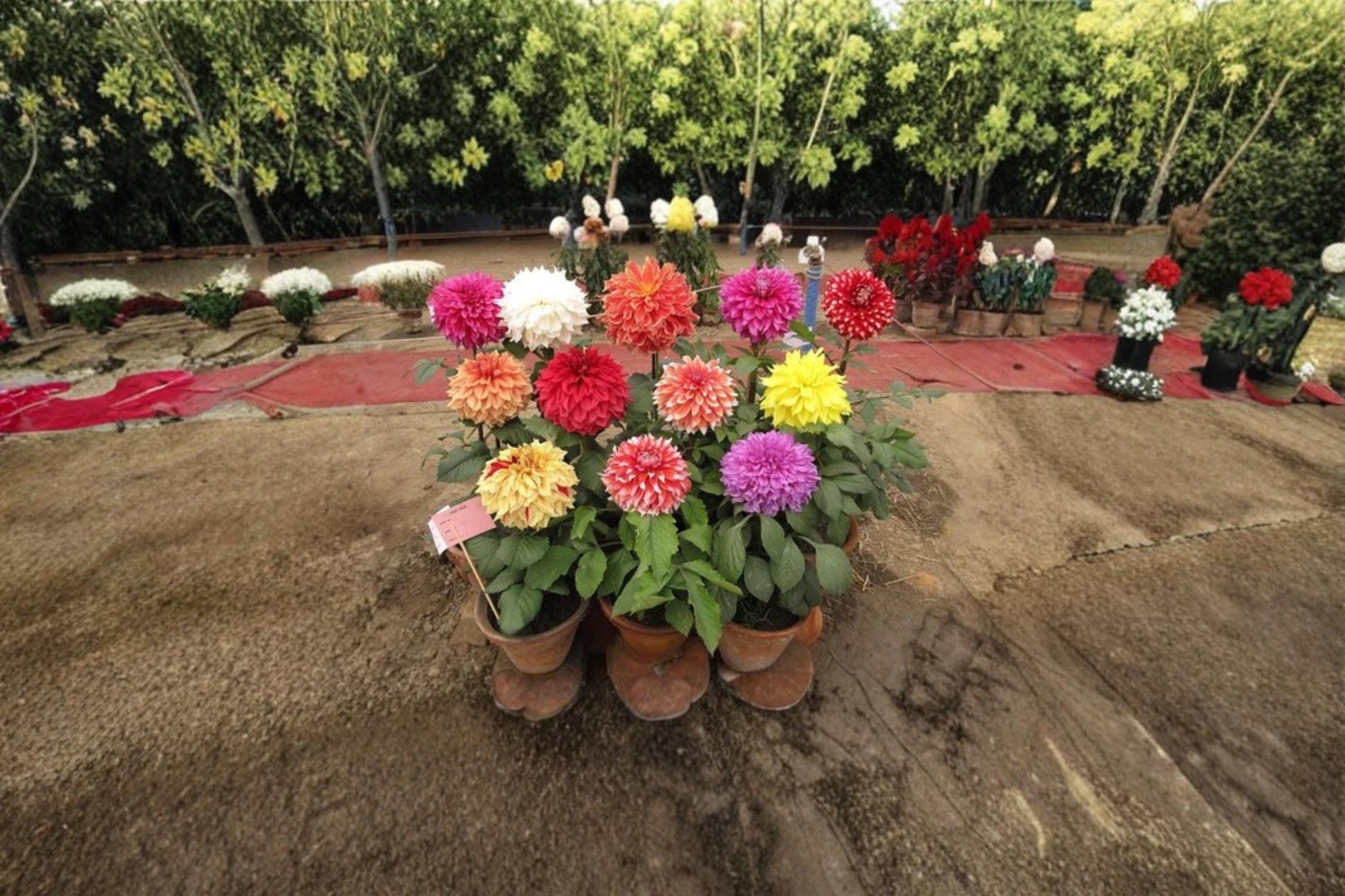 Dahlia Showtime Showpiece Flower Seeds – 30 Seeds, Ornamental Garden Flower, Vibrant Blooms, Dahlia spp.
