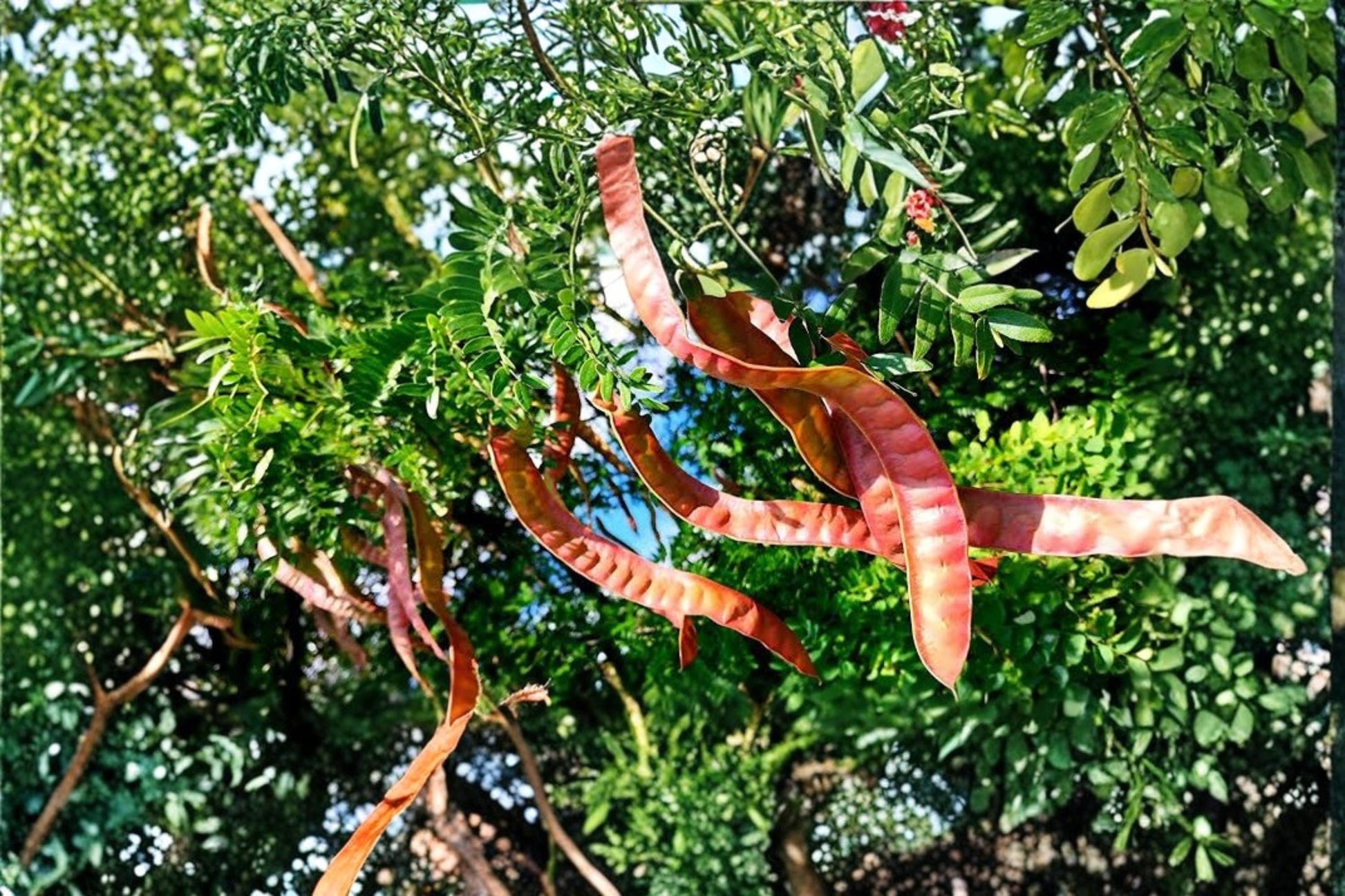 Thornless Honey Locust Seeds – Gleditsia triacanthos var. inermis, Ornamental Shade Tree, Fast-Growing Landscape Tree