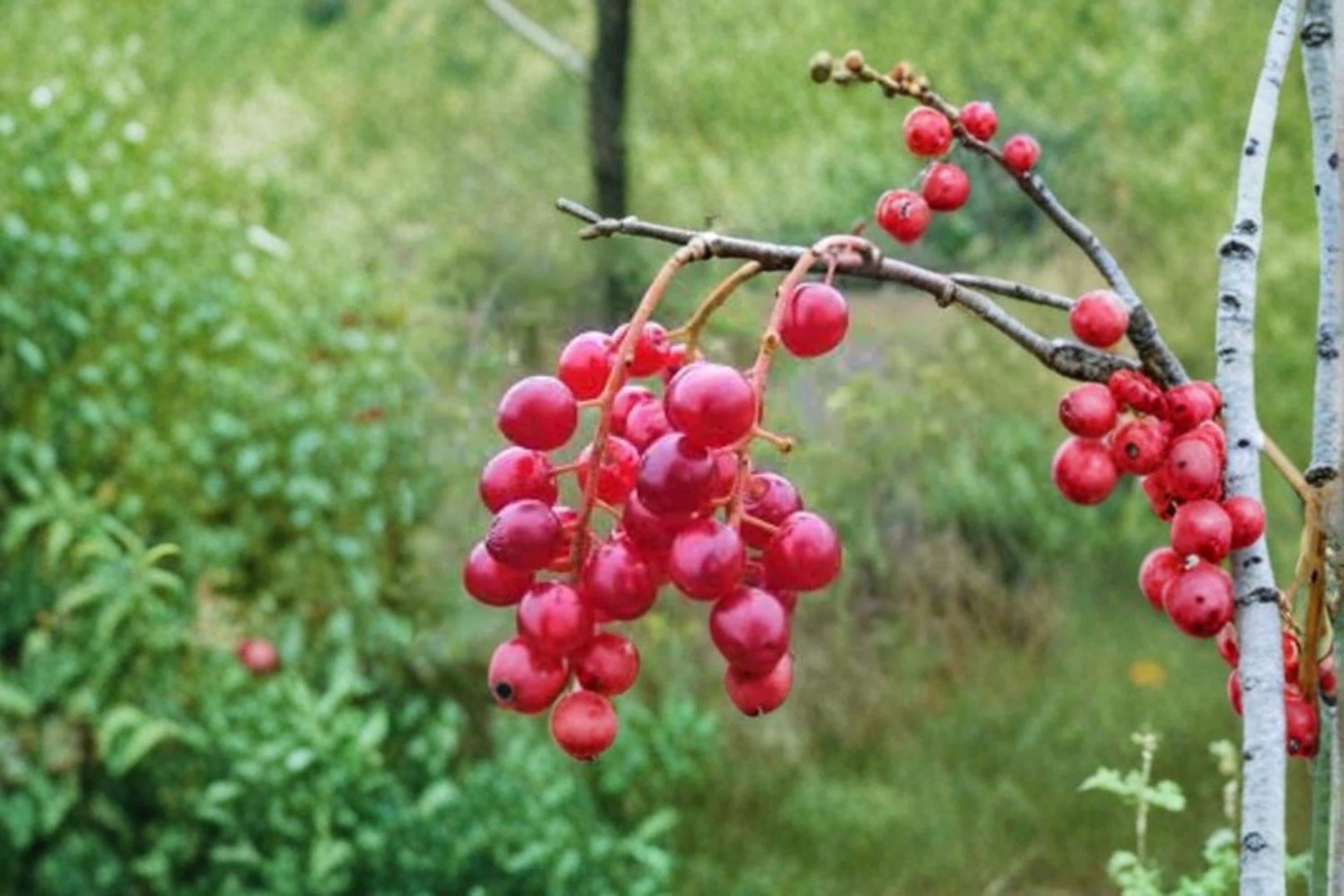 Chokecherry Seeds – Prunus virginiana – Fruit Tree for Jam, Syrup & Ornamental Landscaping – 30 Seeds for Home Gardening