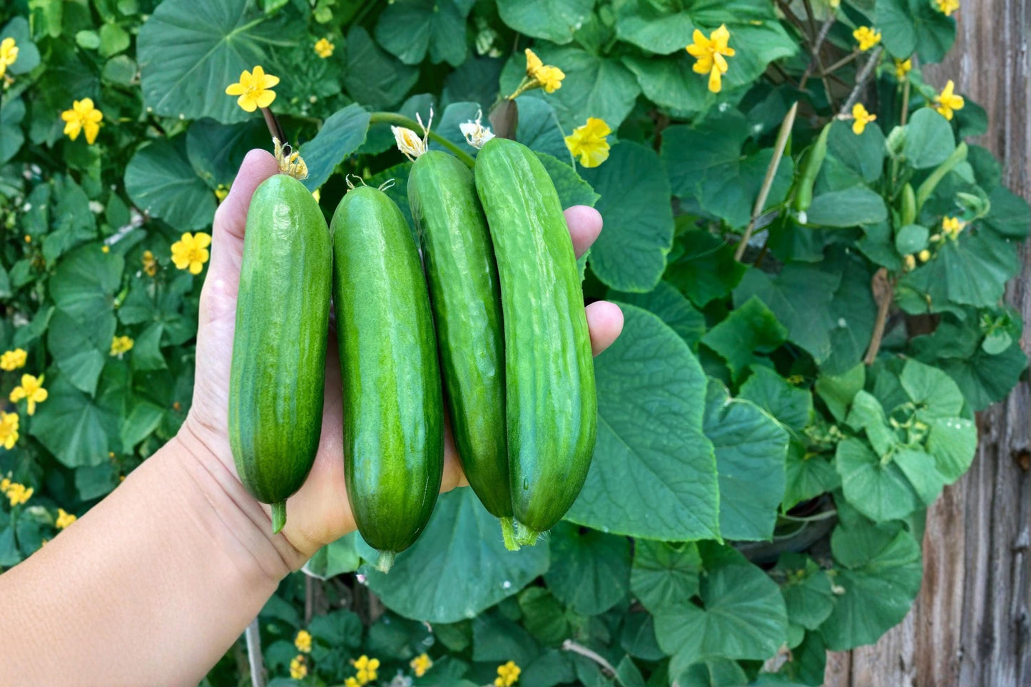 Picolino Mini Cucumber Seeds – 10 Pack for Home Garden, Container, Trellis – Cucumis sativus, 5–6 Inch Snack Cucumbers