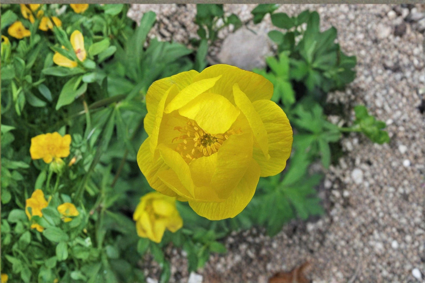 Yellow Globe Flower Seeds – Trollius europaeus Perennial Garden Flower for Borders & Cut Arrangements
