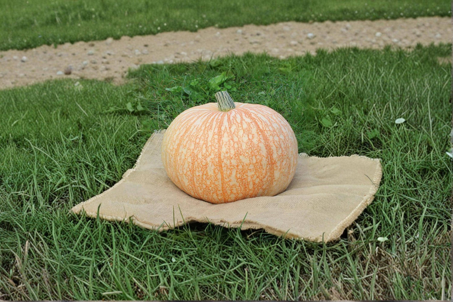 One Too Many Pumpkin Seeds – Striped Ornamental Cucurbita pepo for Garden, Fall Decor, Vining Plant