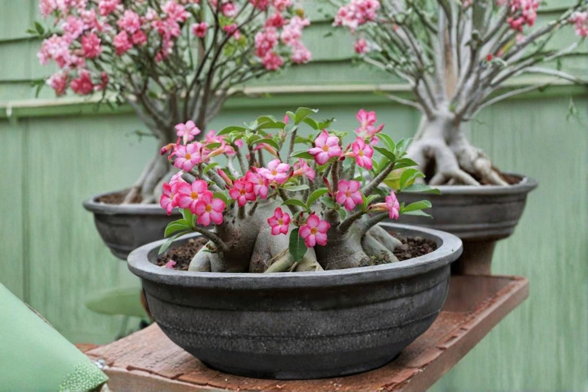 Mixed Color Desert Rose Seeds – Adenium obesum Bonsai Flowering Succulent for Home Garden and Container Growing