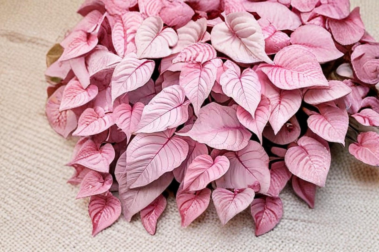Pinky Swear Caladium Bulbs – Caladium bicolor Colorful Foliage Tubers for Shade Gardens & Containers