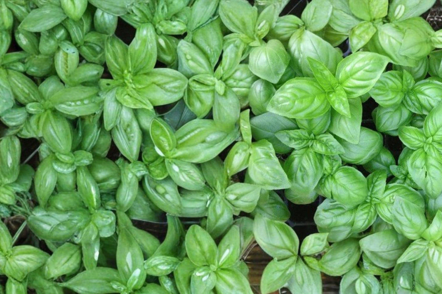Genovese Basil Seeds 225 Pack – Ocimum basilicum Culinary Herb for Pesto & Kitchen Gardens
