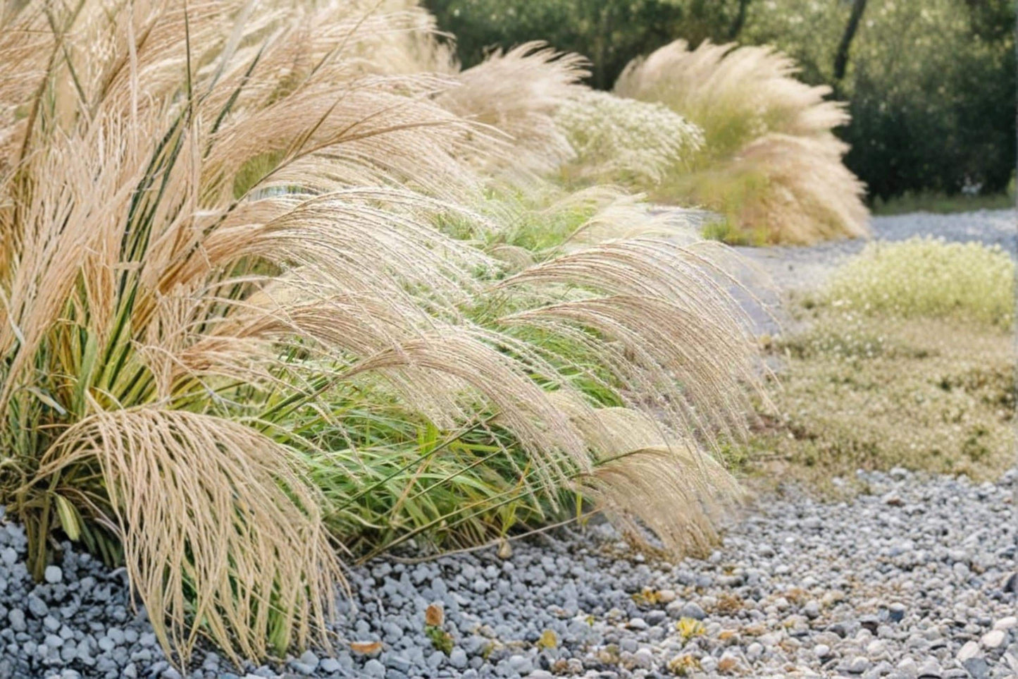 Chinese Silvergrass Seeds – Miscanthus sinensis, Ornamental Grass with Silver Plumes, Garden Seeds for Borders & Landscaping