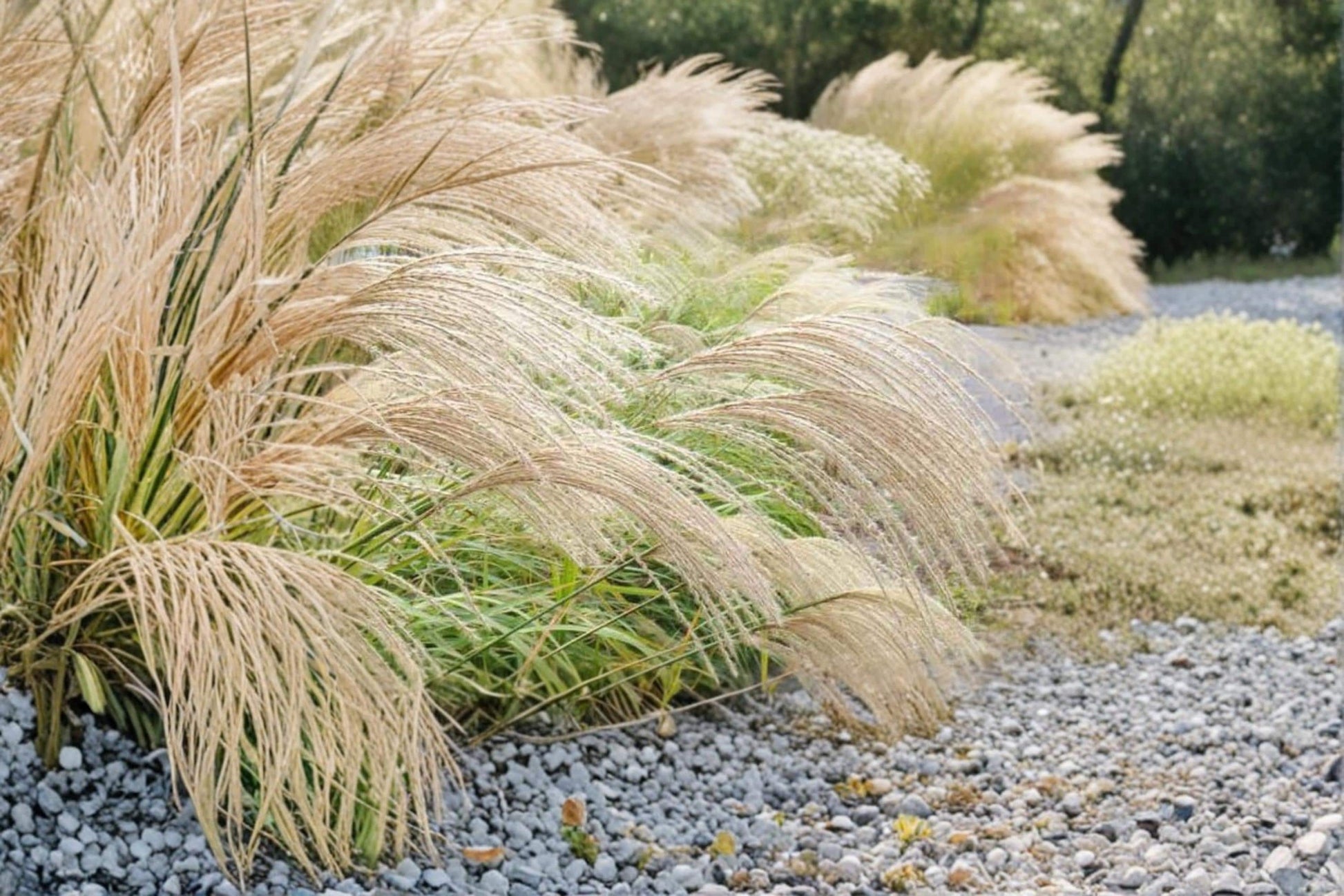 Chinese Silvergrass Seeds – Miscanthus sinensis, Ornamental Grass with Silver Plumes, Garden Seeds for Borders & Landscaping