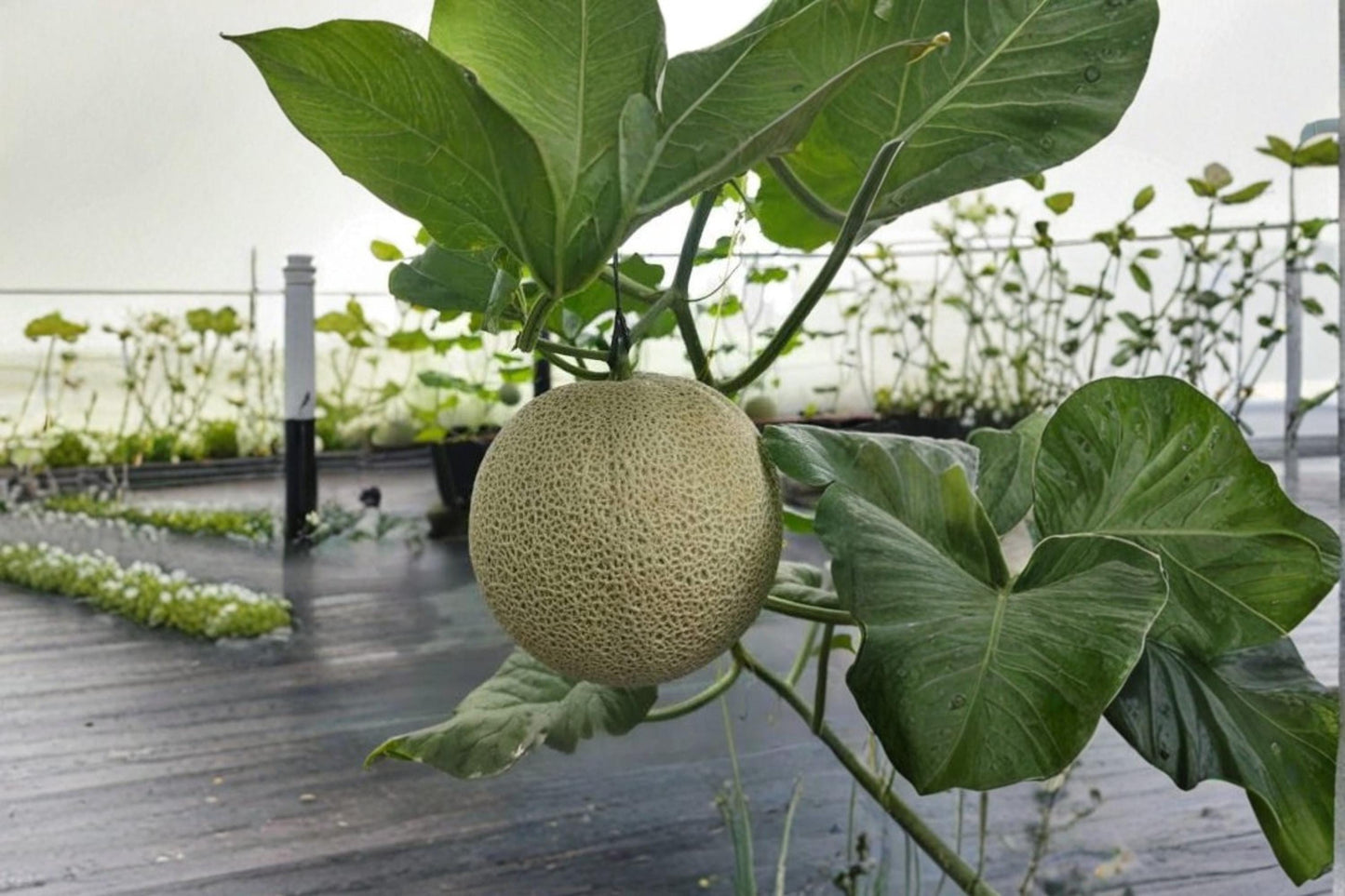 Hanging Melon Seeds 20 Pack – Climbing Cucumis melo Fruit Vine for Trellis & Vertical Gardens