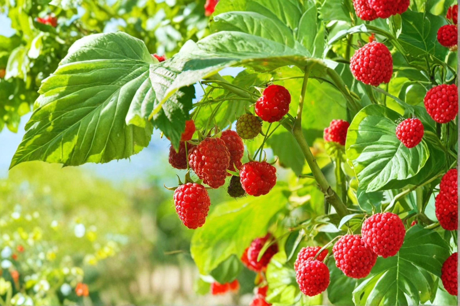 Raspberry Seeds 200 Pack – Red Raspberry (Rubus idaeus) Fruit Bush for Garden Planting