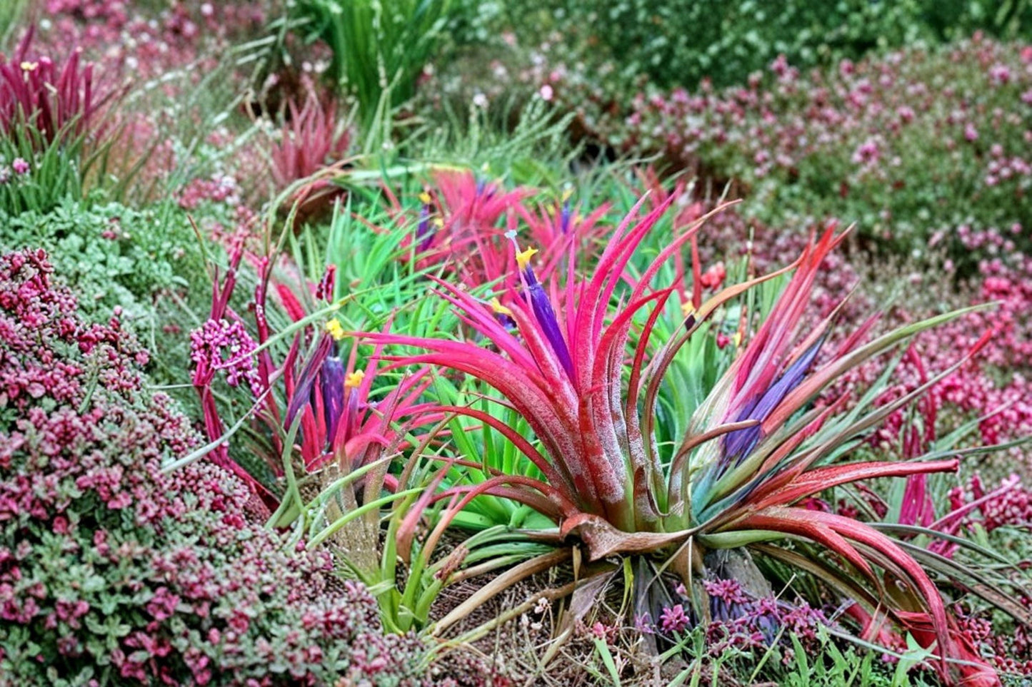 Tillandsia ionantha Seeds – Exotic Bromeliad Air Plant for Indoor Cultivation and Terrariums