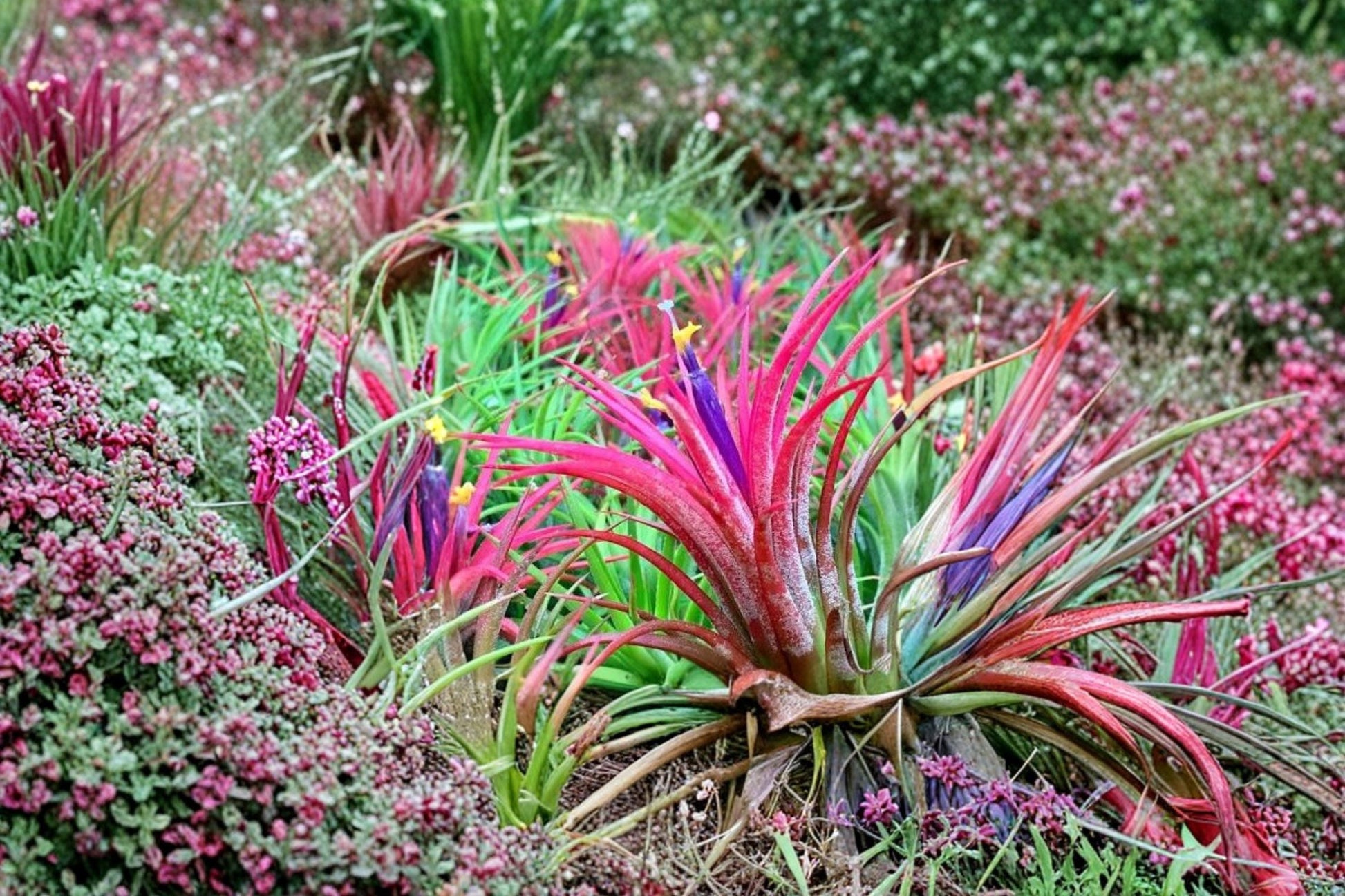 Tillandsia ionantha Seeds – Exotic Bromeliad Air Plant for Indoor Cultivation and Terrariums
