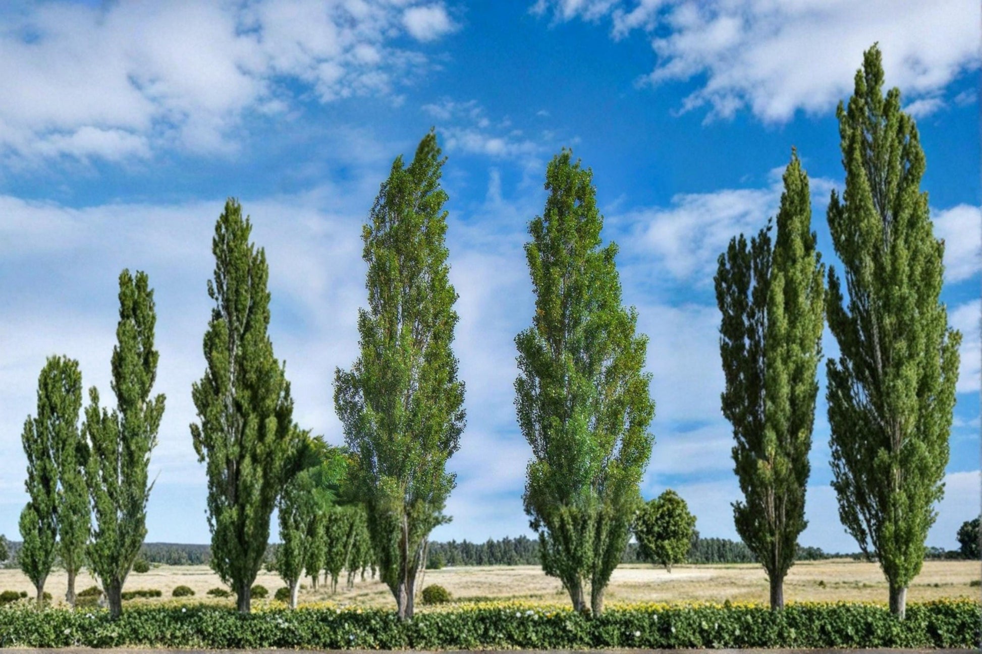 Lombardy Poplar Tree Cuttings – Fast Growing Privacy Tree, Ornamental Landscape, Windbreak, Border, Populus nigra 'Italica' (5 Pack)
