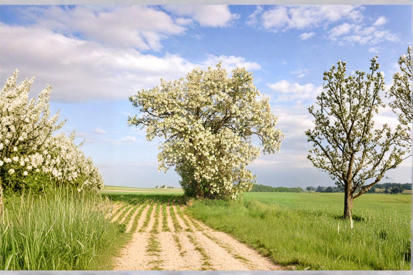Black Locust Tree Seeds – Robinia pseudoacacia, Fast-Growing Ornamental Shade Tree, White Flowers, Deciduous, 50 Seeds