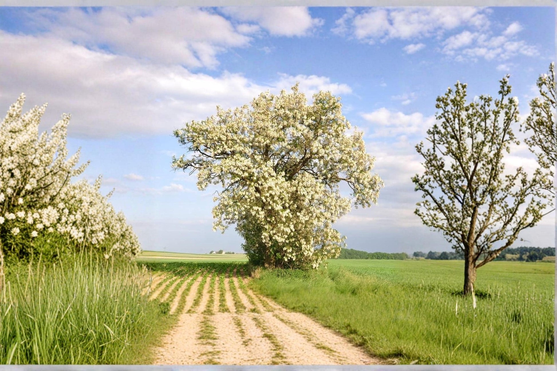Black Locust Tree Seeds – Robinia pseudoacacia, Fast-Growing Ornamental Shade Tree, White Flowers, Deciduous, 50 Seeds