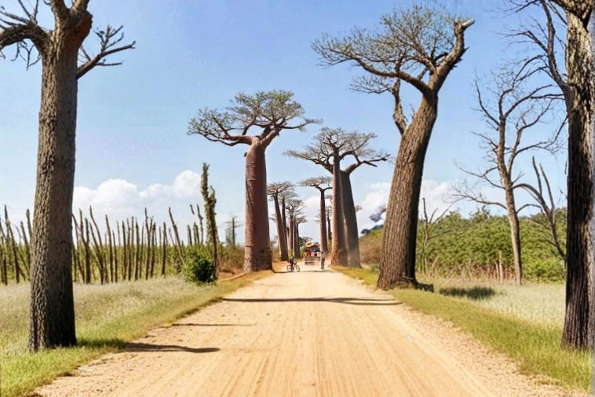Grandidier's Baobab Seeds | Adansonia grandidieri | Rare Tropical Tree for Gardens & Bonsai