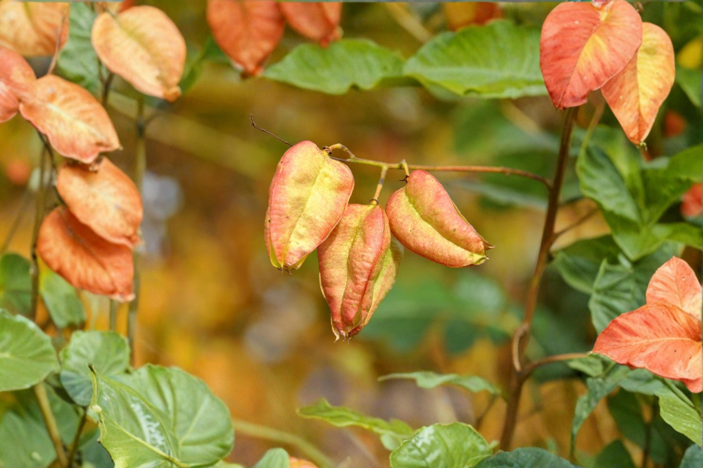 Chinese Golden Rain Tree Seeds – Koelreuteria bipinnata, Ornamental Deciduous Flowering Tree for Landscaping