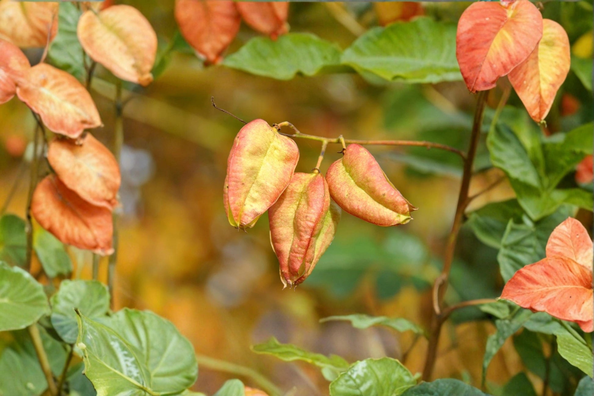 Chinese Golden Rain Tree Seeds – Koelreuteria bipinnata, Ornamental Deciduous Flowering Tree for Landscaping